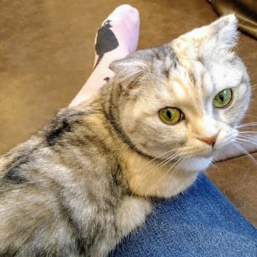 猫カフェモカ　池袋東口店に投稿された画像（2024/3/22）