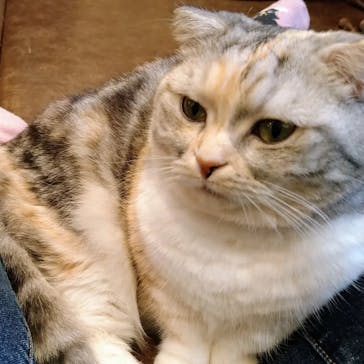 猫カフェモカ　池袋東口店に投稿された画像（2024/3/22）