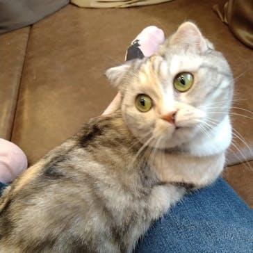 猫カフェモカ　池袋東口店に投稿された画像（2024/3/22）