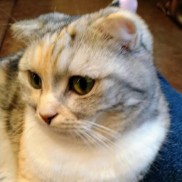 猫カフェモカ　池袋東口店に投稿された画像（2024/3/22）