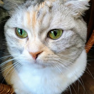 猫カフェモカ　池袋東口店に投稿された画像（2024/3/22）