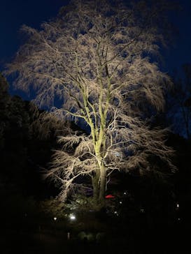 六義園に投稿された画像（2024/3/22）