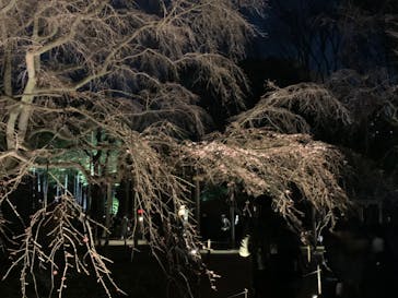 六義園に投稿された画像（2024/3/22）