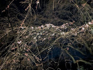 六義園に投稿された画像（2024/3/22）