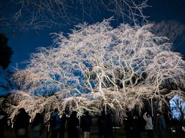 六義園に投稿された画像（2024/3/22）