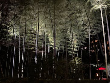 六義園に投稿された画像（2024/3/22）