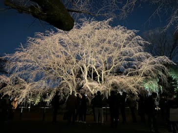 六義園に投稿された画像（2024/3/22）