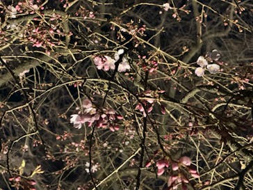 六義園に投稿された画像（2024/3/22）