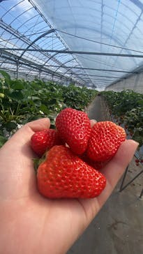 カネカ農園に投稿された画像（2024/3/22）