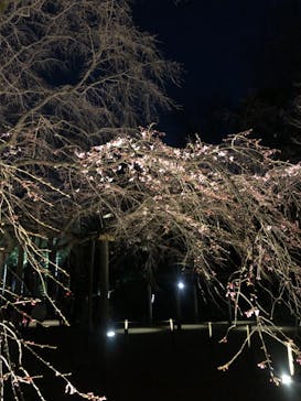 六義園に投稿された画像（2024/3/22）