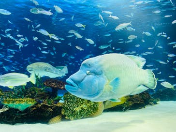 サンシャイン水族館に投稿された画像（2024/3/3）