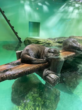 しながわ水族館に投稿された画像（2024/3/22）