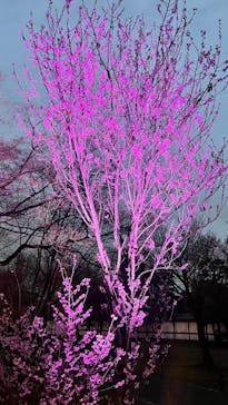 NAKED meets 二条城 2025 観月に投稿された画像（2024/3/22）