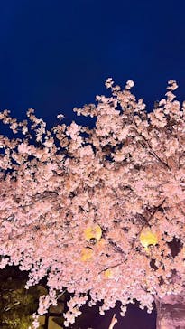 NAKED meets 二条城 2025 観月に投稿された画像（2024/3/22）