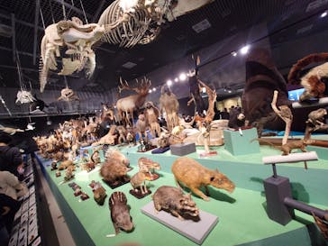 特別展「大哺乳類展３－わけてつなげて大行進」に投稿された画像（2024/3/22）