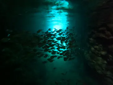 武藤潜水に投稿された画像（2024/3/23）