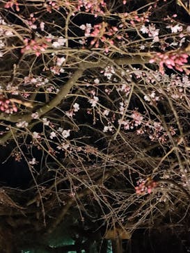 六義園に投稿された画像（2024/3/23）