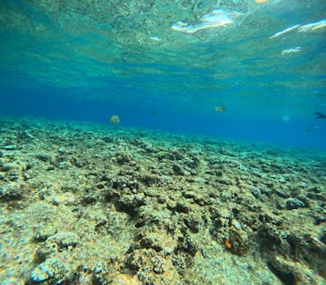 沖縄マリンサービス碧に投稿された画像（2024/3/23）