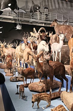 特別展「大哺乳類展３－わけてつなげて大行進」に投稿された画像（2024/3/23）