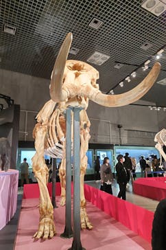 特別展「大哺乳類展３－わけてつなげて大行進」に投稿された画像（2024/3/23）
