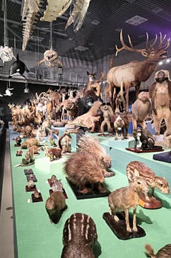 特別展「大哺乳類展３－わけてつなげて大行進」に投稿された画像（2024/3/23）