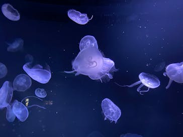 サンシャイン水族館に投稿された画像（2024/3/23）