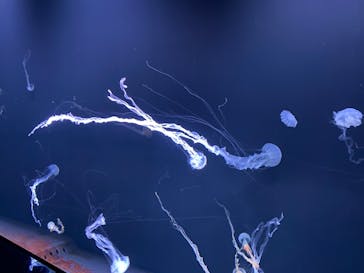 サンシャイン水族館に投稿された画像（2024/3/23）