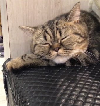 猫カフェモカ　アルシェ大宮店に投稿された画像（2024/3/23）