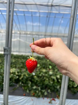 ICHIGOHOUSE.HITACHINAKAに投稿された画像（2024/3/23）