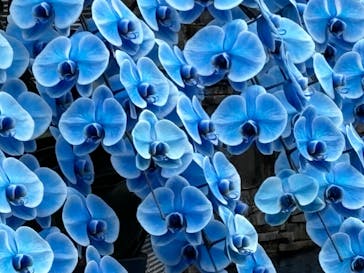 浜名湖花博2024に投稿された画像（2024/3/23）