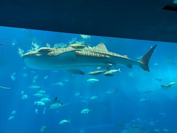 沖縄美ら海水族館に投稿された画像（2024/3/23）