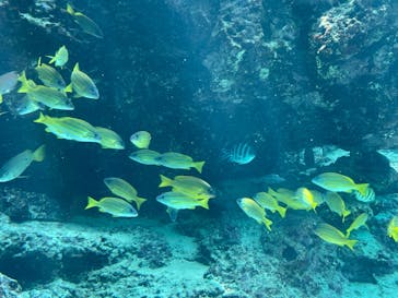 沖縄美ら海水族館に投稿された画像（2024/3/23）