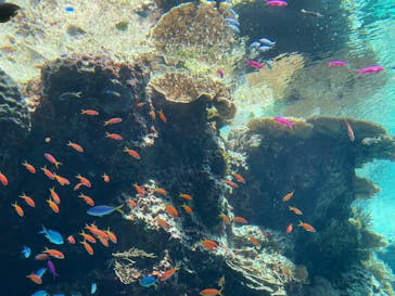 沖縄美ら海水族館に投稿された画像（2024/3/23）