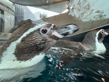 AQUARIUM × ART　atoaに投稿された画像（2024/3/23）