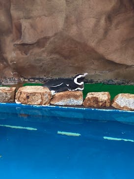 大分マリーンパレス水族館 「うみたまご」に投稿された画像（2024/3/23）