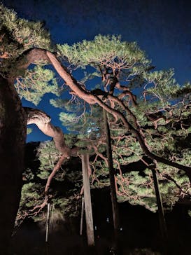 六義園に投稿された画像（2024/3/23）