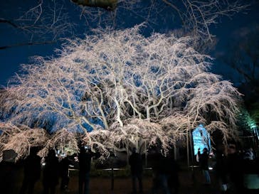 六義園に投稿された画像（2024/3/23）