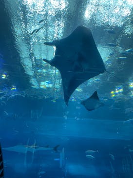 沖縄マリンサービス碧に投稿された画像（2024/3/23）