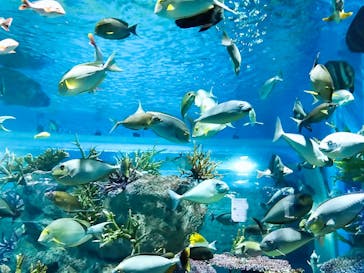 DMMかりゆし水族館に投稿された画像（2024/3/23）