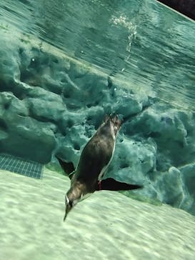 DMMかりゆし水族館に投稿された画像（2024/3/23）
