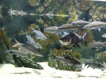 DMMかりゆし水族館に投稿された画像（2024/3/23）