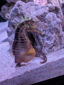 マクセル アクアパーク品川に投稿された画像（2024/3/23）