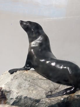 マクセル アクアパーク品川に投稿された画像（2024/3/23）