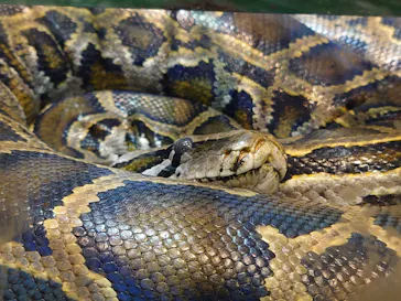 天王寺動物園に投稿された画像（2024/3/23）