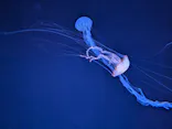サンシャイン水族館に投稿された画像（2024/3/23）