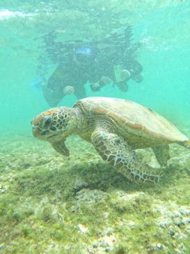 宮古島 ADVENTURE PiPi（ミヤコジマ アドベンチャー ピピ）に投稿された画像（2024/3/23）