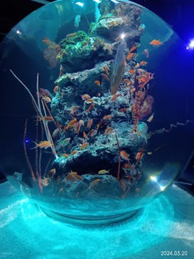 AQUARIUM × ART　atoaに投稿された画像（2024/3/23）