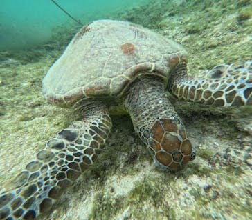 宮古島 ADVENTURE PiPi（ミヤコジマ アドベンチャー ピピ）に投稿された画像（2024/3/23）