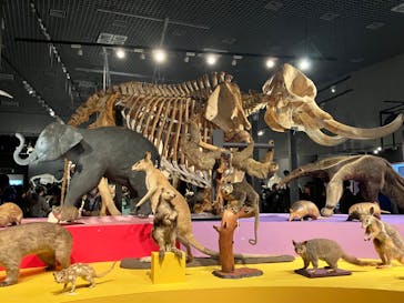 特別展「大哺乳類展３－わけてつなげて大行進」に投稿された画像（2024/3/23）