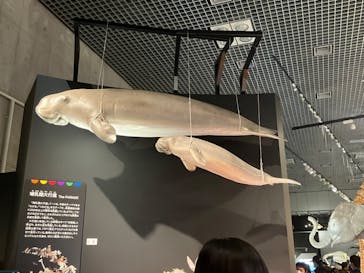 特別展「大哺乳類展３－わけてつなげて大行進」に投稿された画像（2024/3/23）